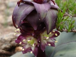 Eucomis schijffii candles in the flowers